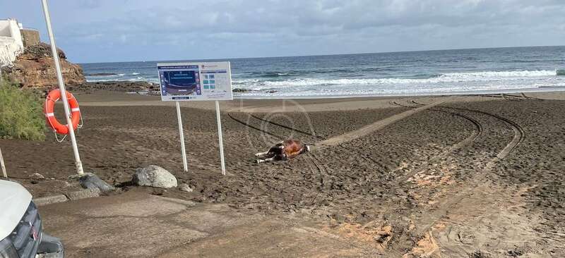 El animal en la arena de Playa del Hombre/TA.